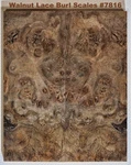 Beautiful Stabilized Claro Walnut Lace Burl Scales #7816, X 2 7/16 3/8+". Fixed Price $59.00.